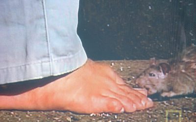 Fiebre por mordedura de rata fatal en un niño