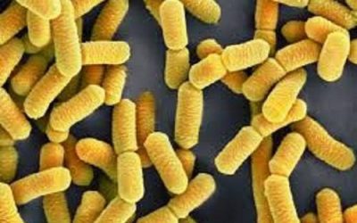 ¿Protege Lactobacillus rhamnosus HN001 de la enfermedad alérgica en niños?
