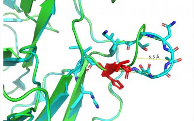 Emergencia y transmisión recurrentes de una deleción de la proteína S de SARS-CoV-2 ΔH69/ΔV70